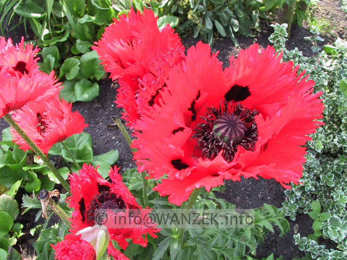 Papaver orientale Tuerkenlouis 01.JPG